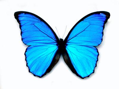 Many butterflies have irridescent colourings created by natural photonic crystals